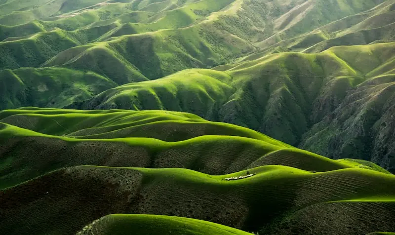 Deep Himalayan Forest